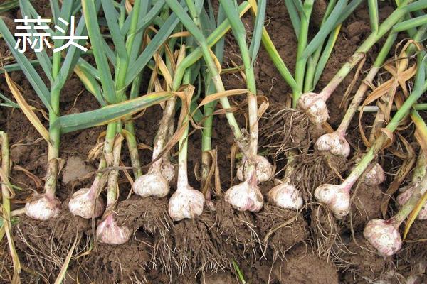 藠頭和蒜頭、蔥的區別是什么 藠頭和蒜頭、蔥都能生吃嗎