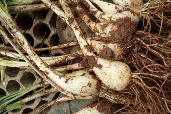 藠頭種植市場前景怎么樣 蕌頭畝產量多少斤