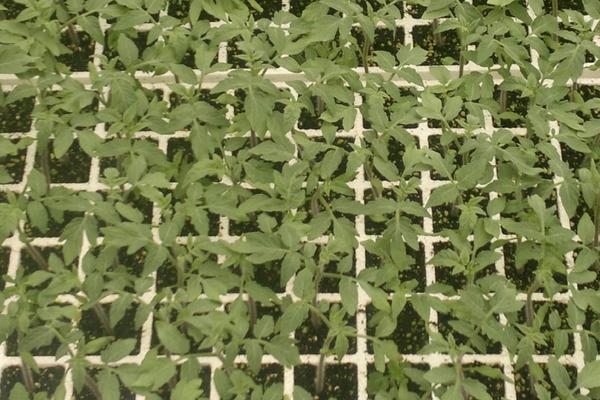 京水菜種子怎么種 京水菜高產栽培技術