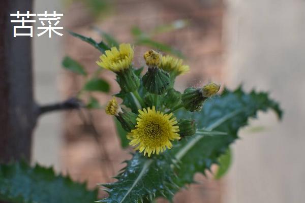 苦菜和曲曲菜、婆婆丁、敗醬草、薺菜的區(qū)別是什么