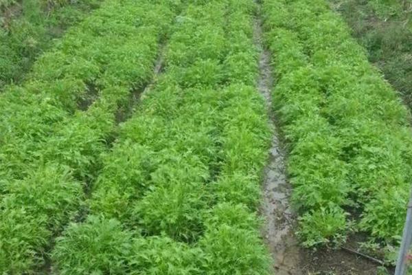 京水菜種子怎么種 京水菜高產栽培技術