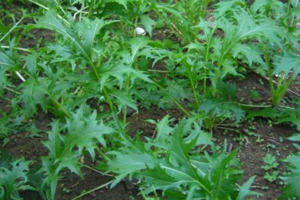 京水菜種子怎么種 京水菜高產栽培技術