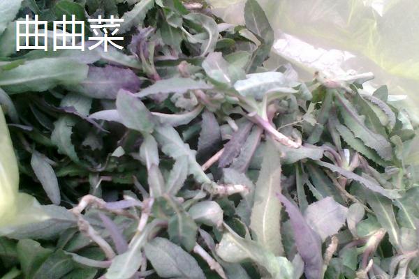 苦菜和曲曲菜、婆婆丁、敗醬草、薺菜的區(qū)別是什么