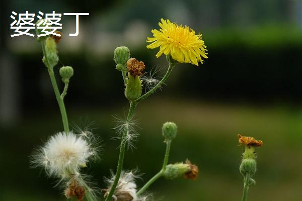 苦菜和曲曲菜、婆婆丁、敗醬草、薺菜的區(qū)別是什么