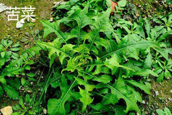 苦菜和曲曲菜、婆婆丁、敗醬草、薺菜的區(qū)別是什么