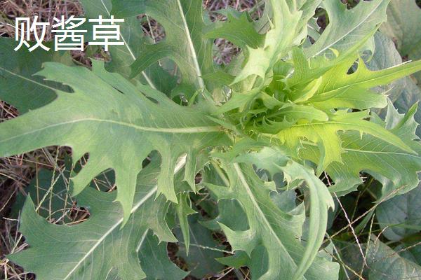 苦菜和曲曲菜、婆婆丁、敗醬草、薺菜的區(qū)別是什么