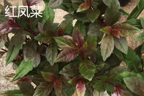 紅鳳菜和紅莧菜、紫背菜的區別是什么