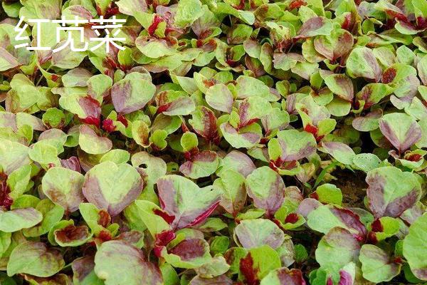 紅鳳菜和紅莧菜、紫背菜的區別是什么
