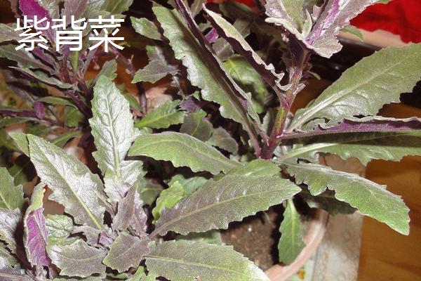 紅鳳菜和紅莧菜、紫背菜的區別是什么