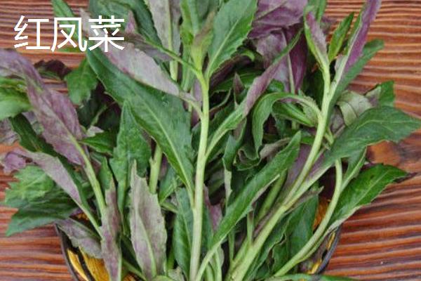 紅鳳菜和紅莧菜、紫背菜的區別是什么