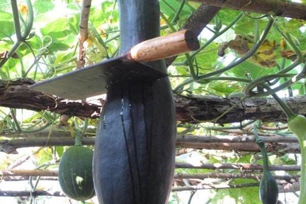 砍瓜砍了還長(zhǎng)嗎 砍瓜可以砍幾次