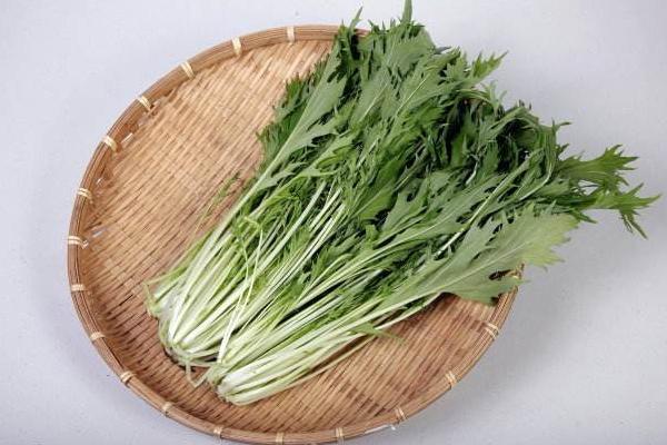 京水菜種子怎么種 京水菜高產栽培技術