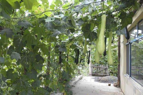 砍瓜砍了還長(zhǎng)嗎 砍瓜可以砍幾次