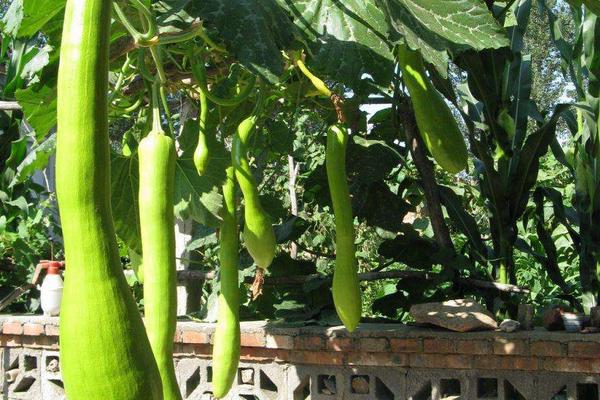 砍瓜砍了還長(zhǎng)嗎 砍瓜可以砍幾次