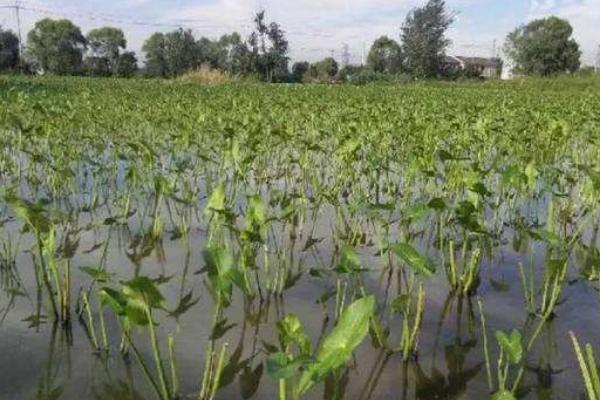 慈姑種子能種嗎 慈姑種植技術(shù)