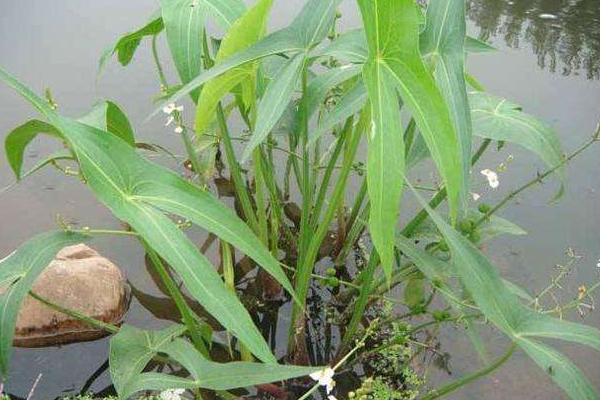 慈姑種子能種嗎 慈姑種植技術(shù)