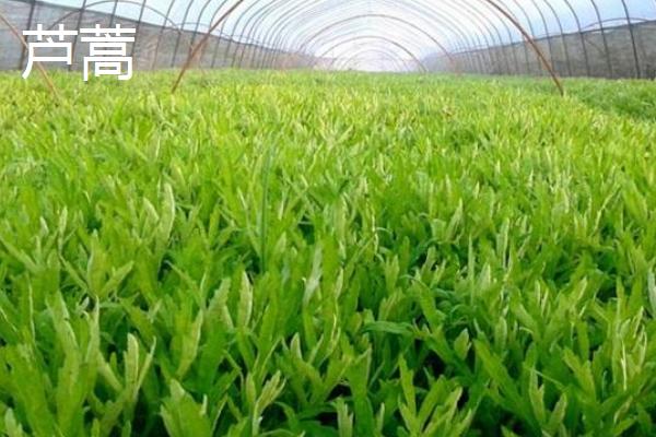 大棚野菜種植前景怎么樣 哪些野菜適合大棚種植