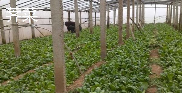 大棚野菜種植前景怎么樣 哪些野菜適合大棚種植