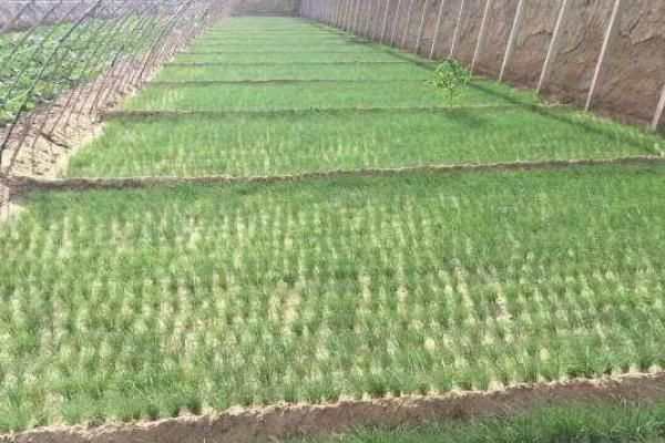 沙蔥怎么人工種植 大棚種植沙蔥技術(shù)