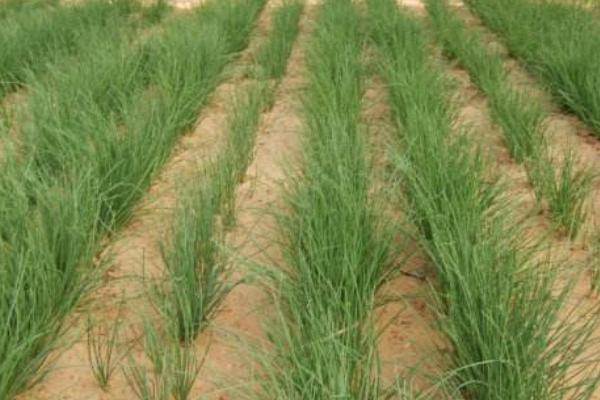 沙蔥怎么人工種植 大棚種植沙蔥技術(shù)