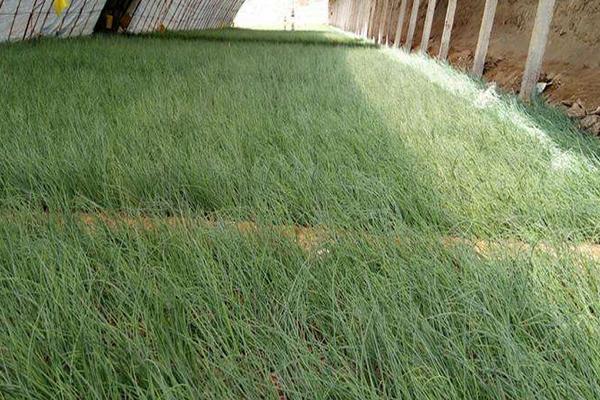 沙蔥怎么人工種植 大棚種植沙蔥技術(shù)