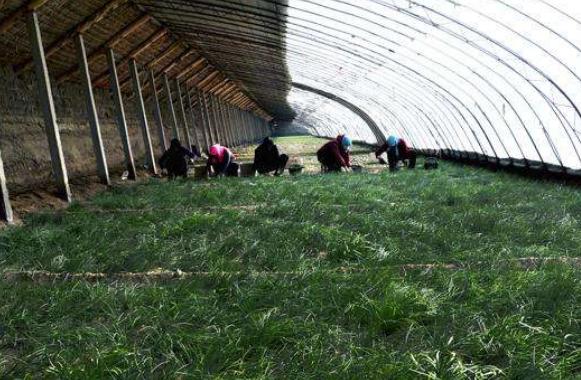 沙蔥怎么人工種植 大棚種植沙蔥技術(shù)