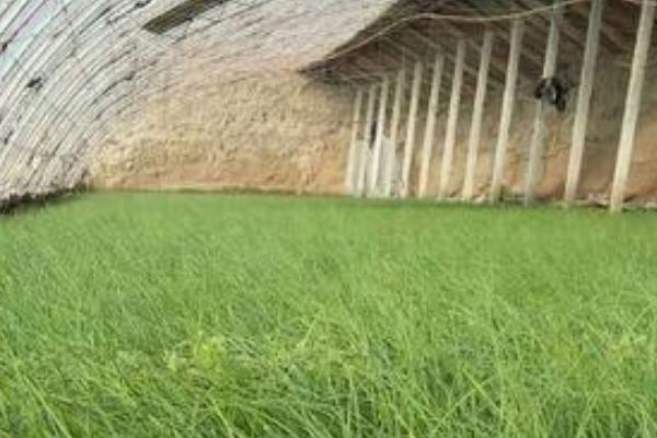 沙蔥怎么人工種植 大棚種植沙蔥技術(shù)