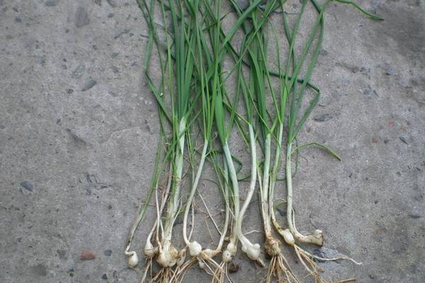 薤白是什么野菜 薤白什么季節(jié)有