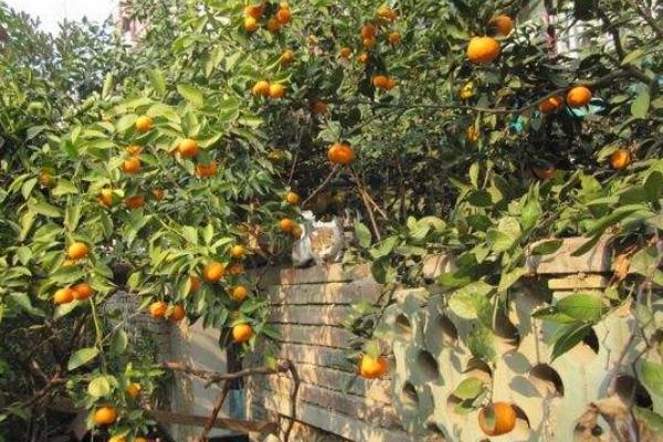 金錢橘種子怎么種 金錢橘種植栽培技術(shù)