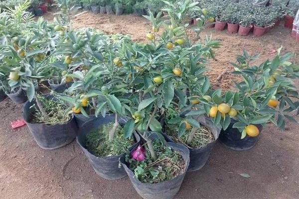 金錢橘種子怎么種 金錢橘種植栽培技術(shù)