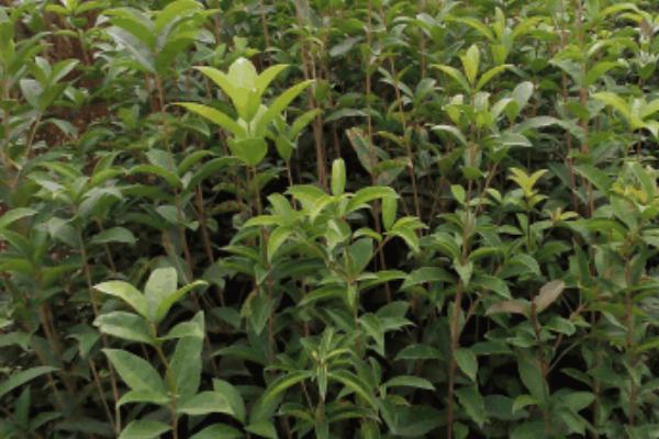 金錢橘種子怎么種 金錢橘種植栽培技術(shù)