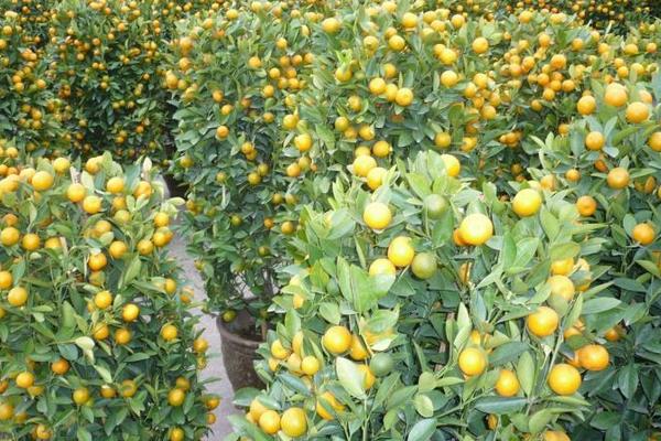 金錢橘種子怎么種 金錢橘種植栽培技術(shù)