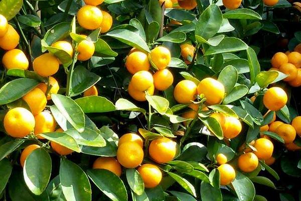 金錢橘種子怎么種 金錢橘種植栽培技術(shù)