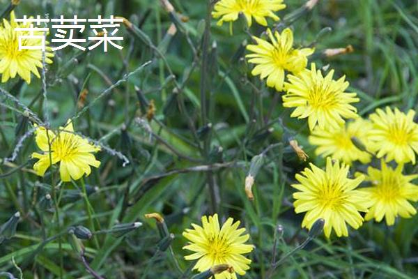 苦荬菜和蒲公英的區別是什么 苦荬菜是蒲公英嗎