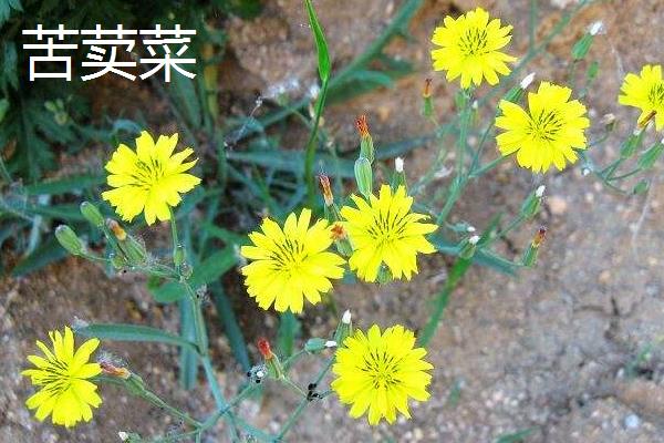 苦荬菜和蒲公英的區別是什么 苦荬菜是蒲公英嗎