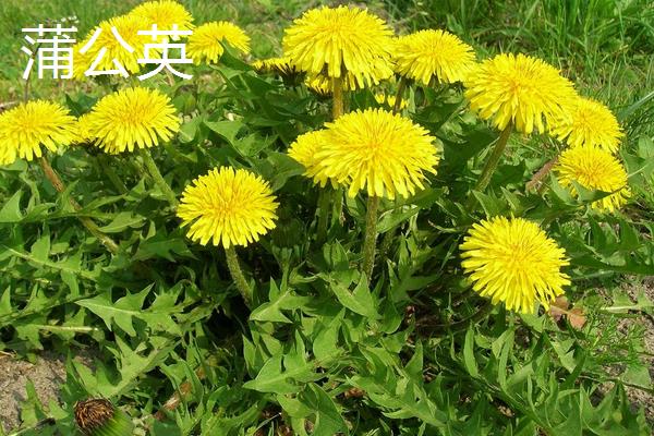 苦荬菜和蒲公英的區別是什么 苦荬菜是蒲公英嗎