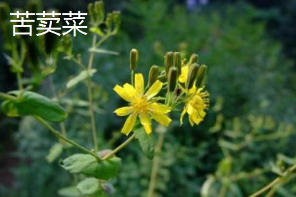 苦荬菜和蒲公英的區別是什么 苦荬菜是蒲公英嗎