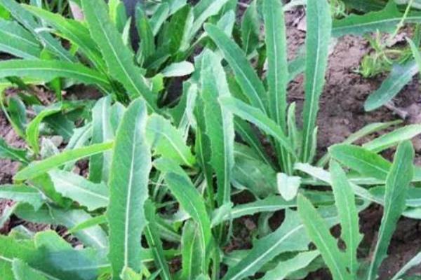 苦荬菜種植技術(什么時候播種) 苦荬菜適宜溫度濕度