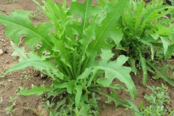 苦荬菜種植技術(什么時候播種) 苦荬菜適宜溫度濕度