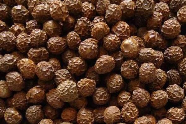 梧桐子市場價格多少錢一斤 梧桐子有多大(比黃豆大嗎)