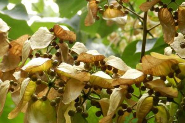 梧桐子是什么樹結的 梧桐子可以榨油嗎