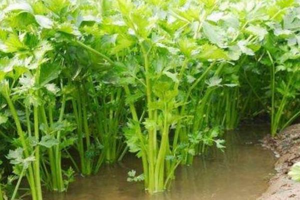 水芹菜怎么樣留種發芽 水芹菜種子哪里有