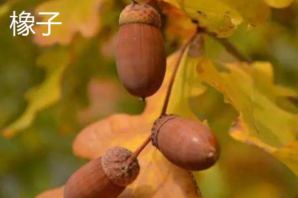 橡子是什么 橡子有多少種