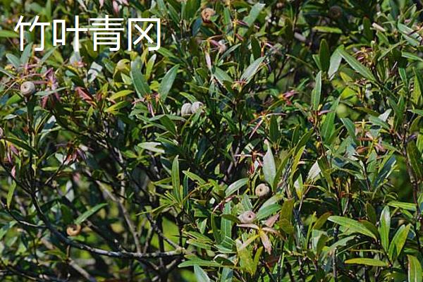 橡子是什么 橡子有多少種