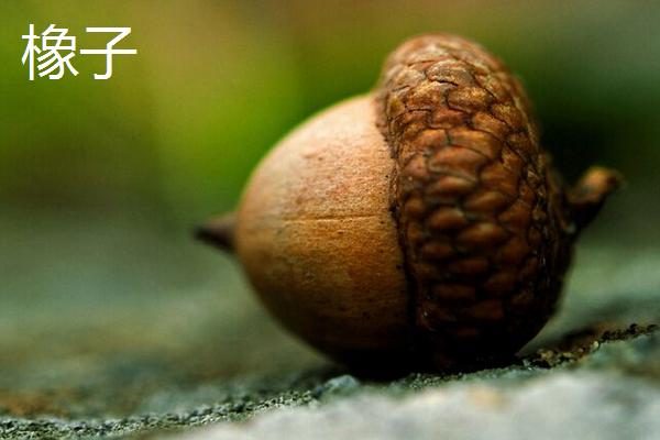 橡子是什么 橡子有多少種