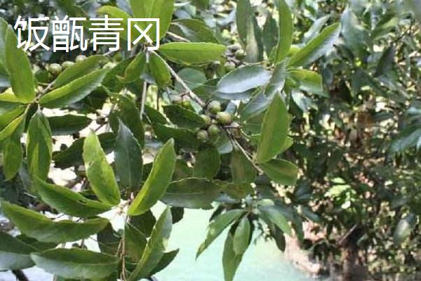 橡子是什么 橡子有多少種