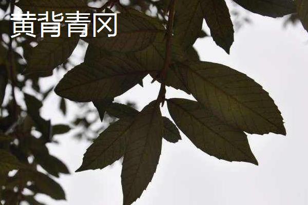 橡子是什么 橡子有多少種