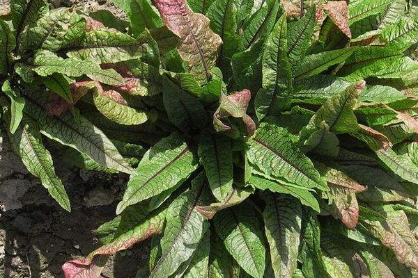 酸模市場價格多少錢一斤 酸模產地在哪里