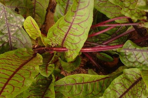 酸模市場價格多少錢一斤 酸模產地在哪里