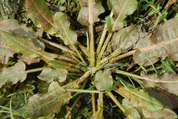 酸模市場價格多少錢一斤 酸模產地在哪里